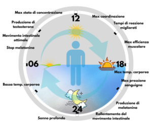 Ritmo Circadiano 595x499 1