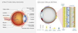 occhio cornea retina struttura